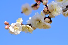 散歩の途中で。③