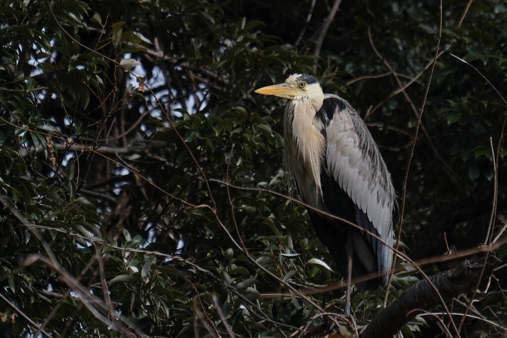 野鳥(6)