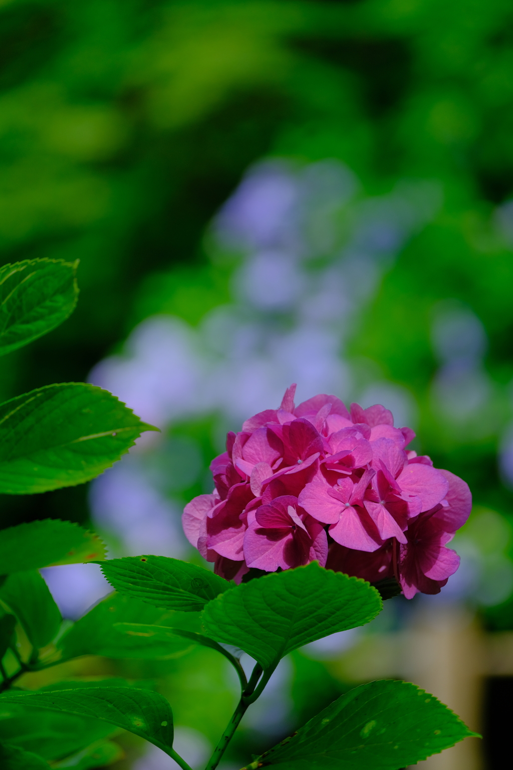 散歩の途中で。Ⅶ