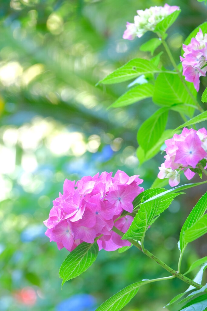 散歩の途中で。