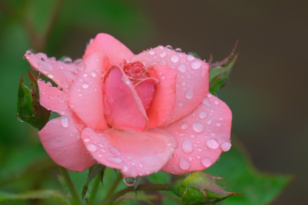 散歩の途中で。