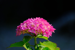 久しぶりの散歩(24)