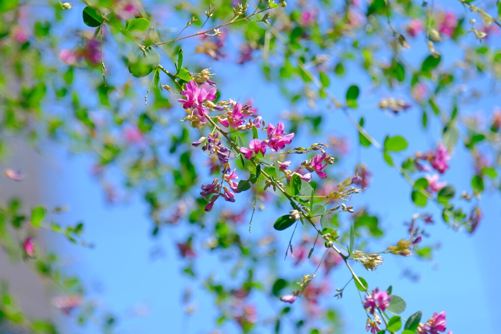 散歩の途中で。③
