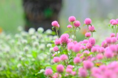 散歩の途中で。