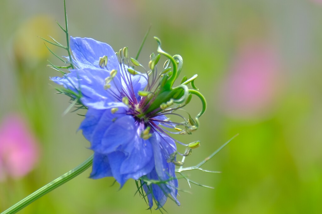散歩の途中で。（４）