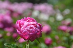 散歩の途中で。４