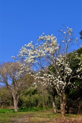 散歩の途中で。Ⅳ