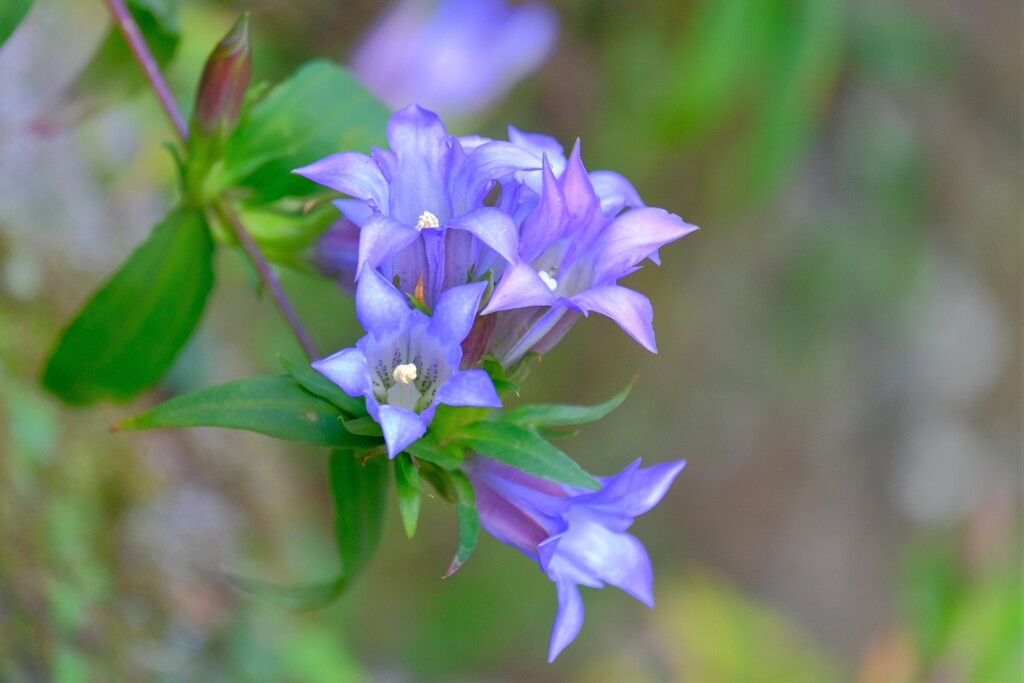 散歩の途中で。①