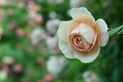 薔薇