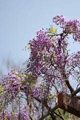 藤の花-2