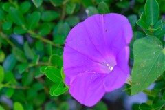 散歩の途中で。Ⅲ