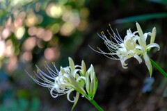 散歩の途中で。⑦