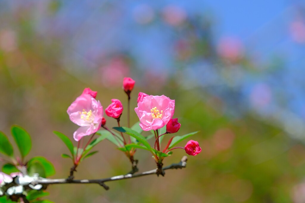 カイドウ（２）