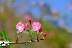 カイドウ（２）