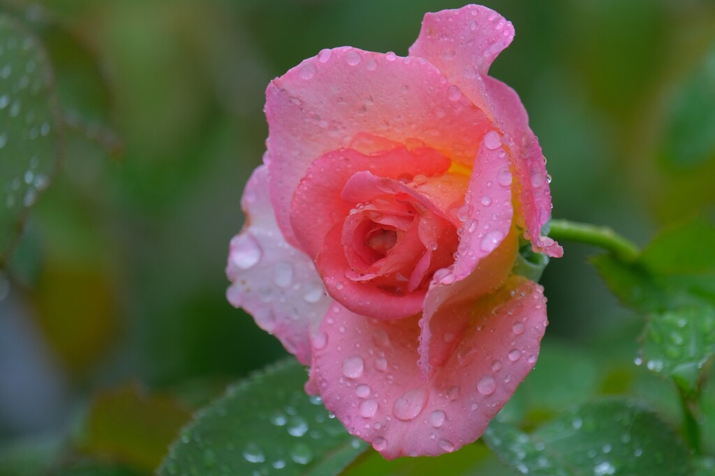 散歩の途中で。