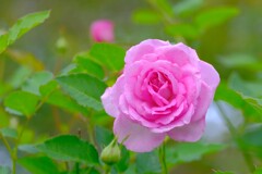 散歩の途中で、Ⅲ