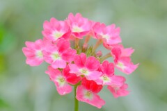 散歩の途中で。