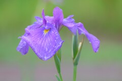 散歩の途中で。