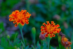 散歩の途中で。④