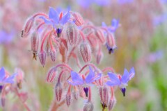 散歩の途中で。7