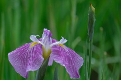 散歩の途中で。