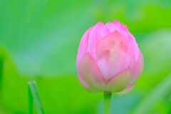 散歩の途中で。