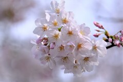 ソメイヨシノ（５）