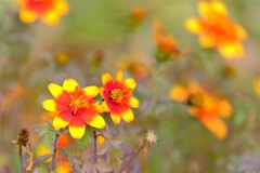 散歩の途中で。10