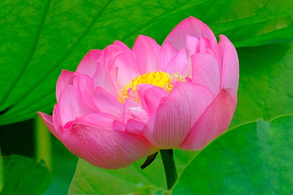 散歩の途中で。