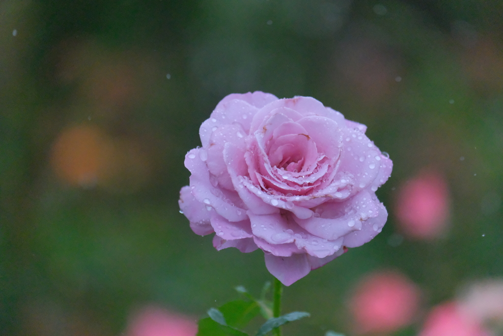 散歩の途中で。