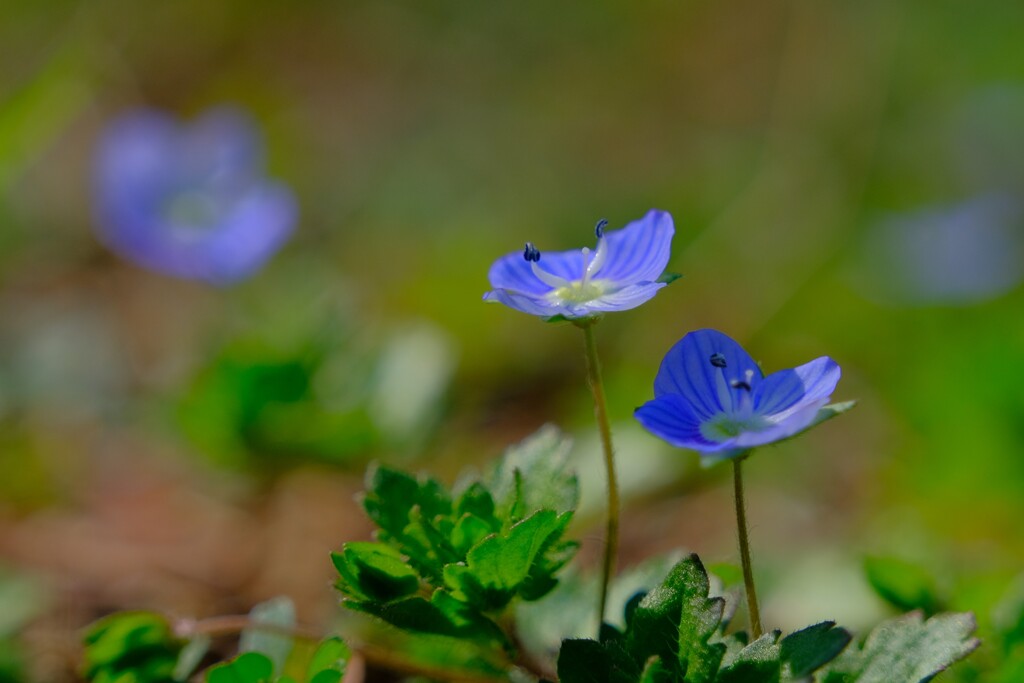 散歩の途中で。5