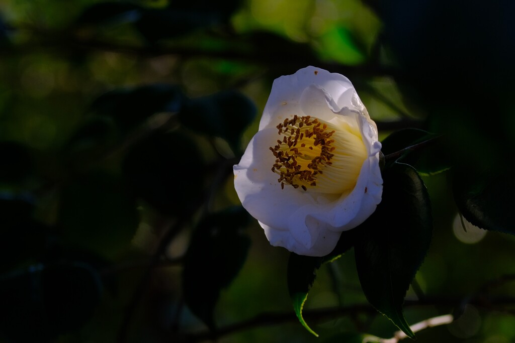 散歩の途中で。⑤