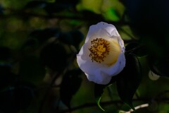 散歩の途中で。⑤