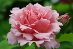 薔薇-7