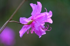 散歩の途中で。Ⅵ