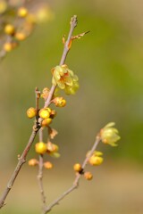 散歩の途中で。①