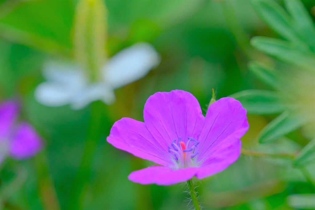 散歩の途中で。7