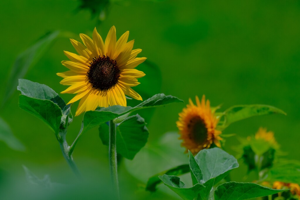 散歩の途中で。⑥