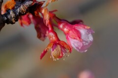 散歩の途中で。①