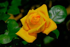 散歩の途中で。Ⅲ