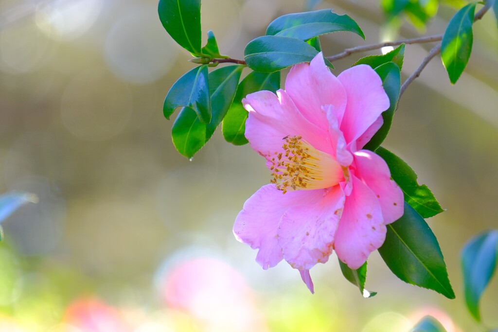 散歩の途中で。③