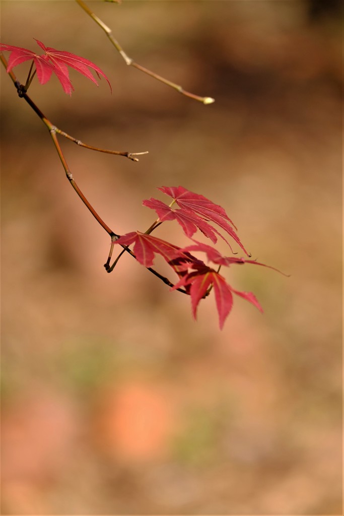 紅葉