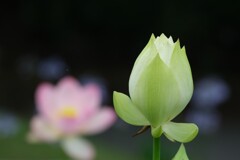 散歩の途中で。