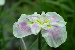 花菖蒲