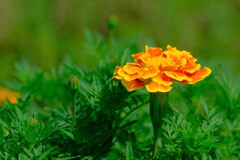 散歩の途中で。Ⅱ