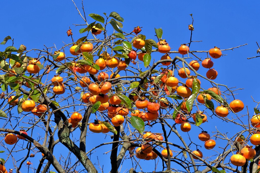 散歩の途中で。Ⅳ