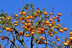 散歩の途中で。Ⅳ