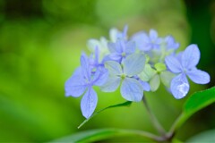 ヤマアジサイ-4