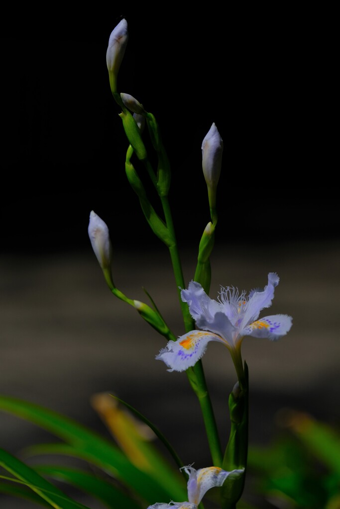 散歩の途中で。⑧