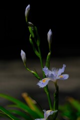 散歩の途中で。⑧